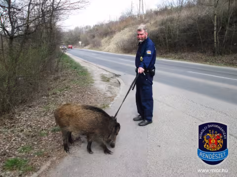 Csermőkei vadbefogás